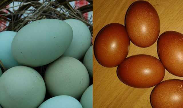 Lecce, galline che fanno le uova azzurre e color cacao: «Sono naturali, nascono così»